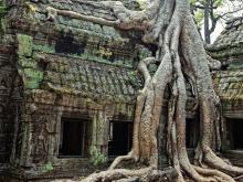 jungle_tree_ta_prohm_temple_siem_reap_t